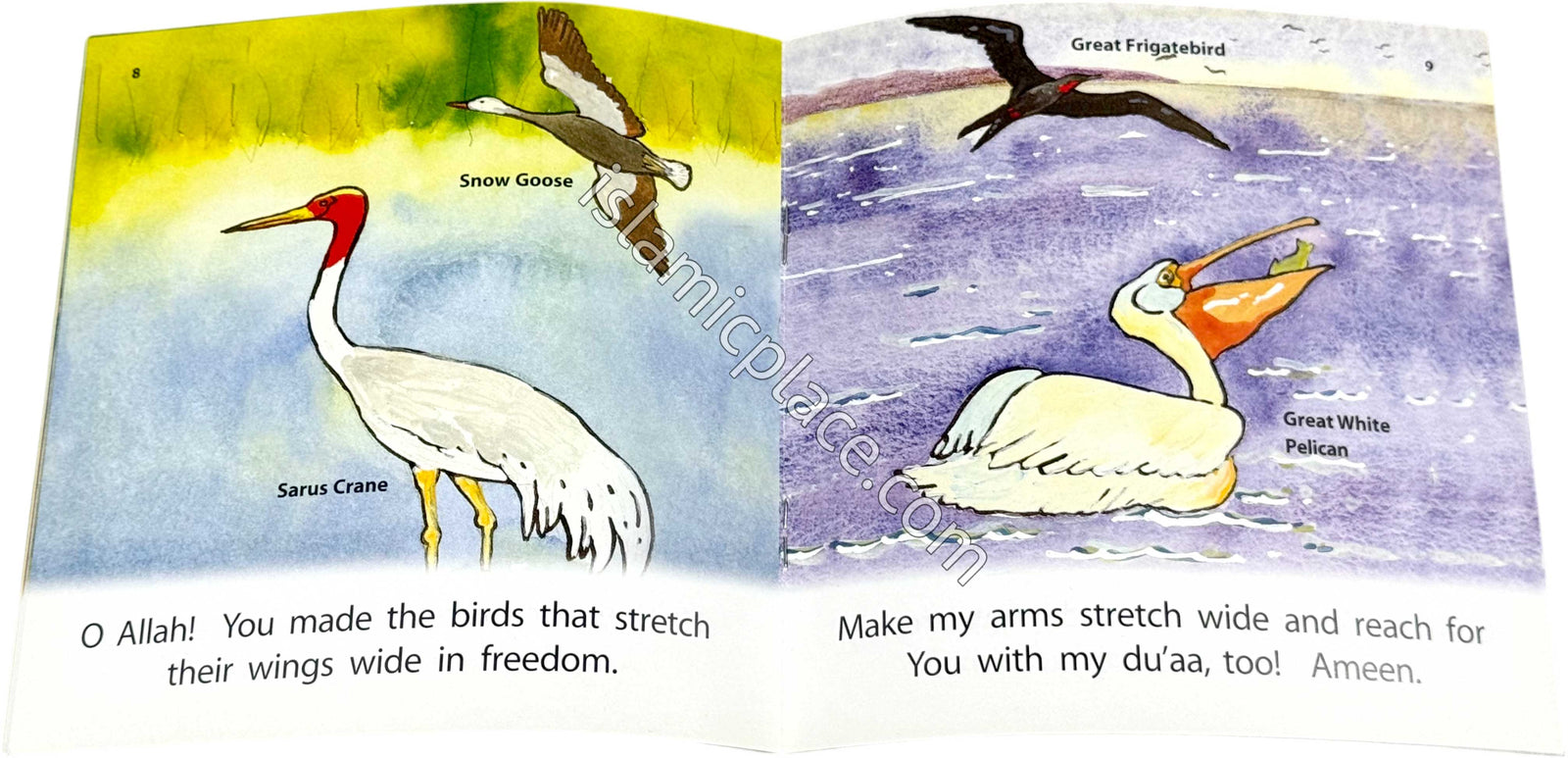 Allah Made Them All - Birds