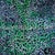 Black and Green Scales on White Base with Black Wrap - Kuwaiti Scarf