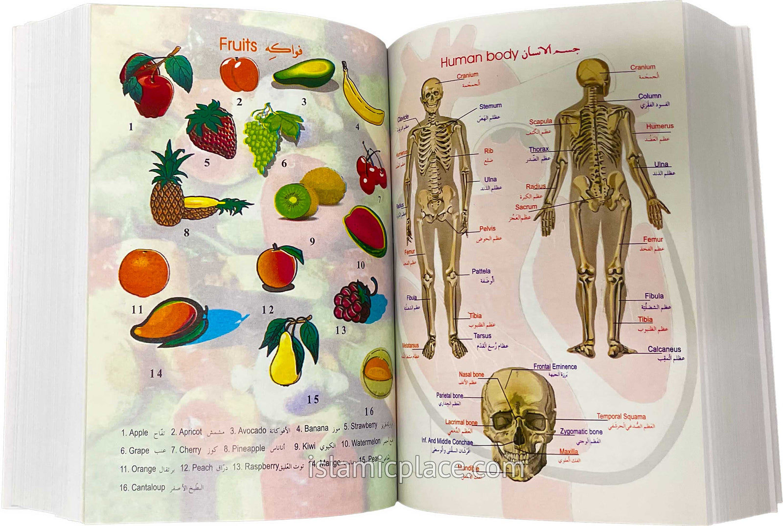 Students' Dictionary - Bilingual (English to Arabic) & (Arabic to English)
